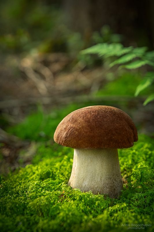 Белые фото превью