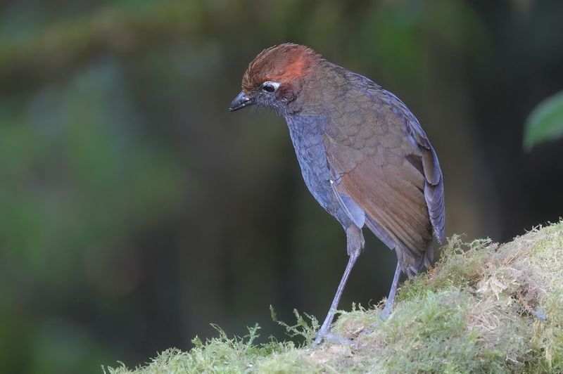 Chestnut-naped Antpitta фото превью