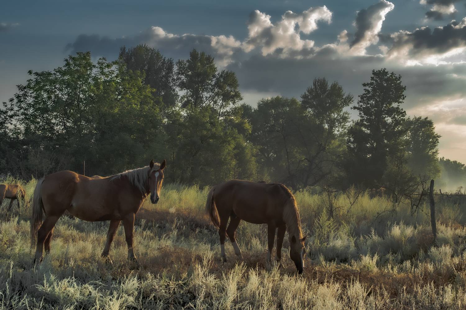 пейзаж,кони,рассвет, Vasilev Roman
