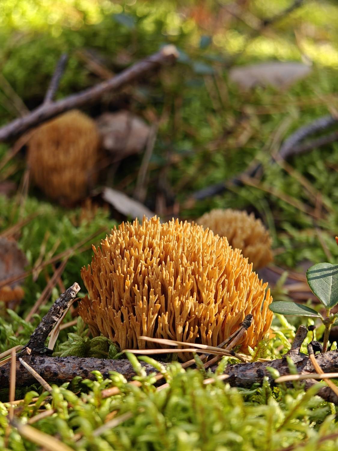 , Кузнецов Дмитрий