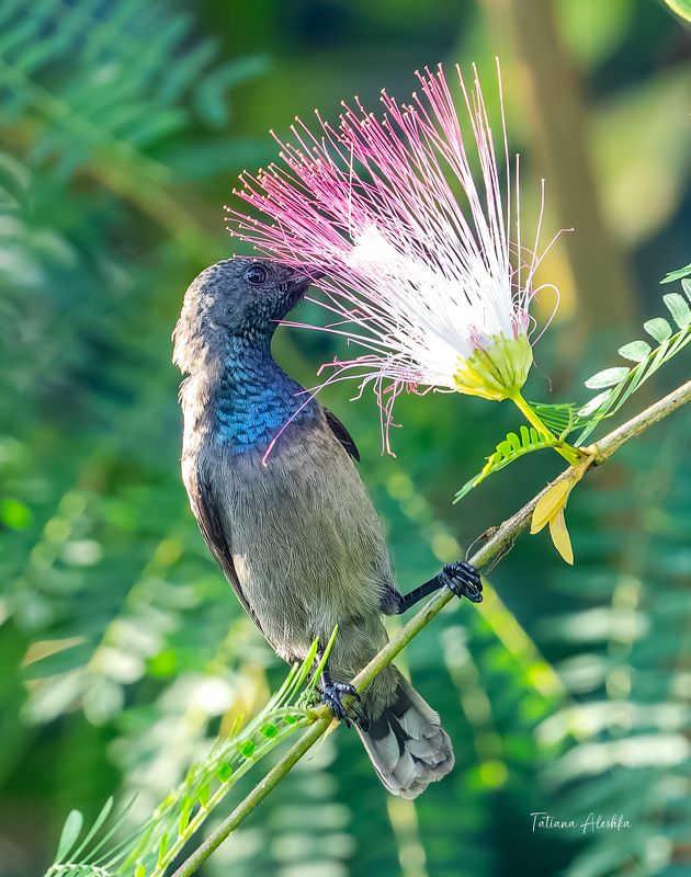 птицы Сейшельская нектарница (Seychelles sunbird) фото превью