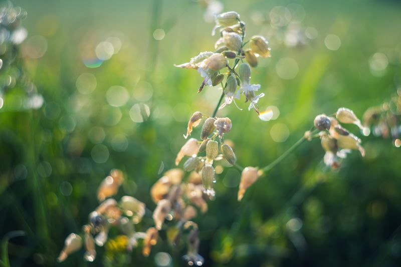 Мир цветов фото превью