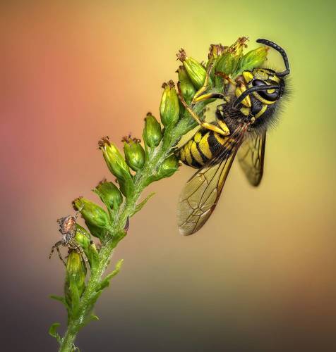 Hanging jacket, lurking spider