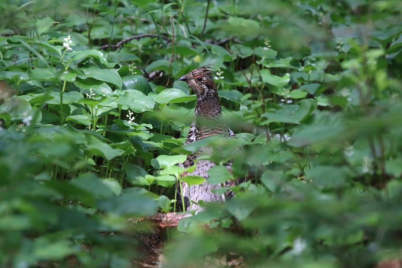 рябчик Рябчик фото превью
