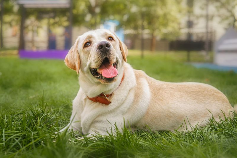 Алькор фото превью