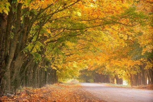 Осени любимые моменты