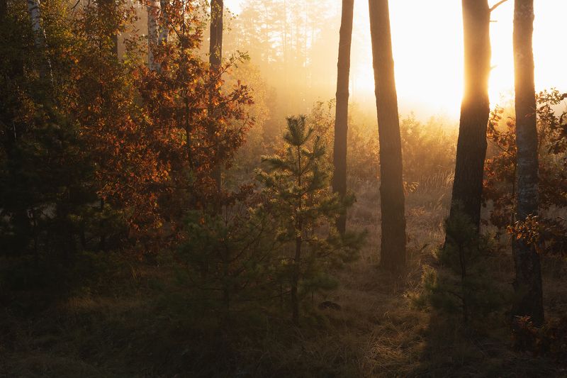 Осеннее утро фото превью