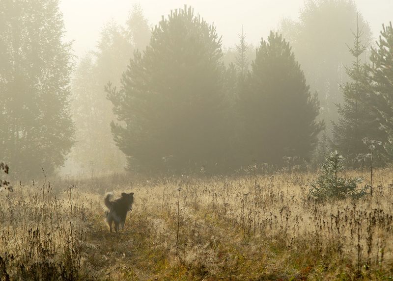 туман, прогулка В туман фото превью