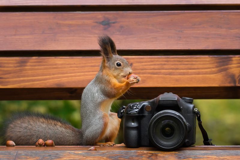 Белка фотограф фото превью