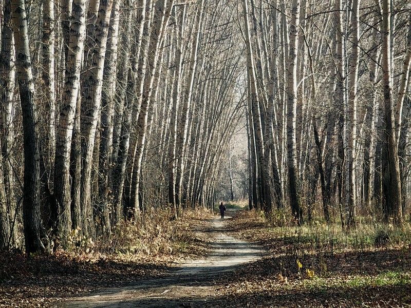 Аллея фото превью