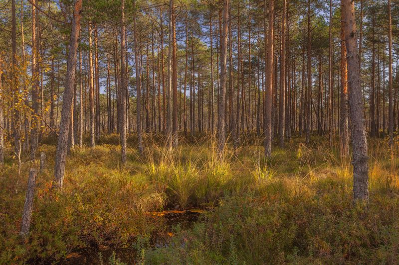 природа Осень.... фото превью