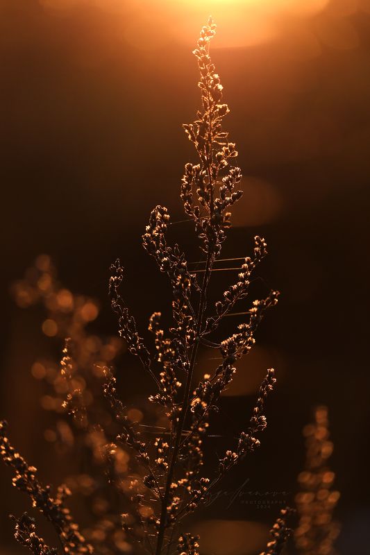 Autumn - golden autumn фото превью