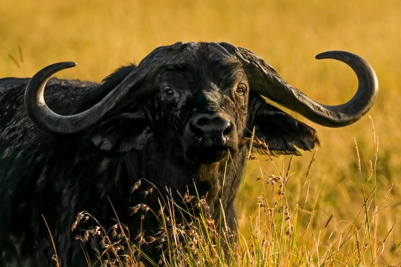 Этих рогов боятся львы... фото превью
