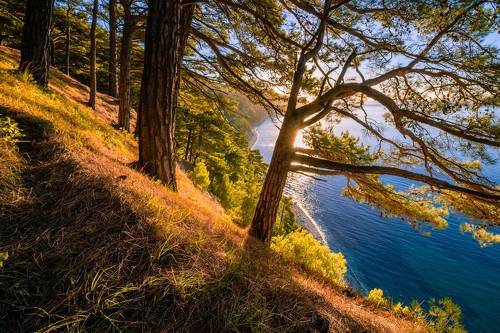 Рыжее утро.