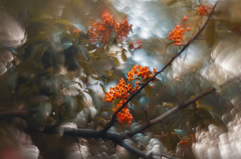 Ягоды осеннего царства. фото превью