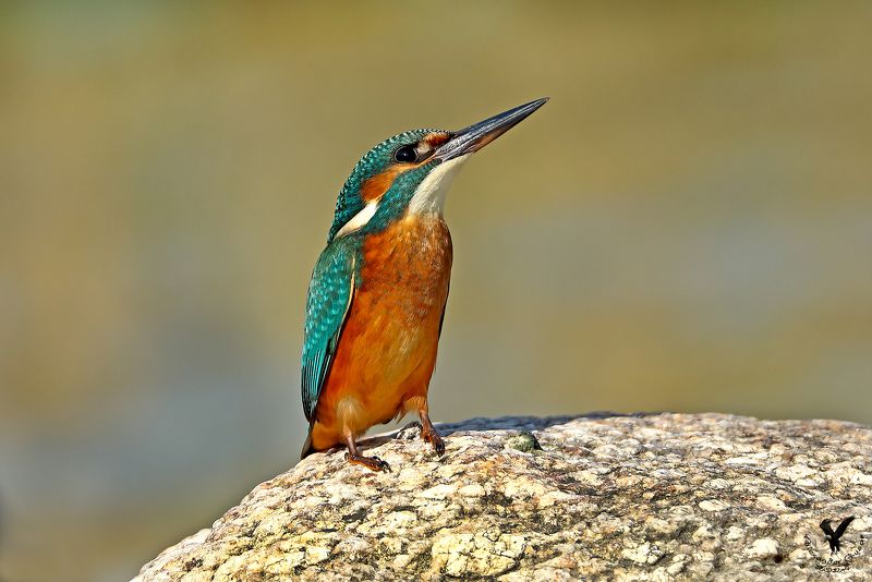 зимородок Ах как хочется высоко, высоко. фото превью