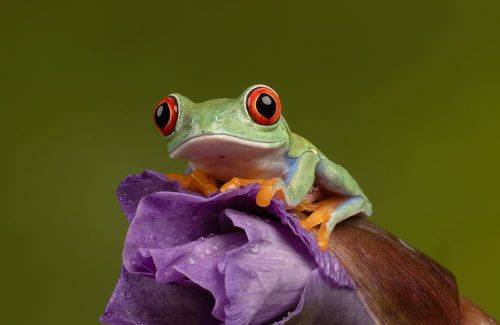 Red Eyed Tree Frog