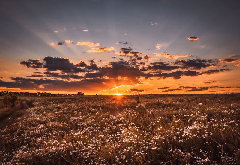 вечер поле ромашки закат лето За ромашками солнце прячется. фото превью