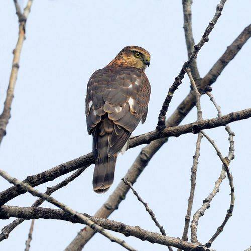 Взгляд хищника