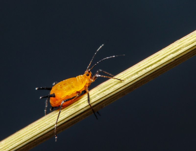 макрофото, макрофотографии, фотомакро, насекомые, макромир, макрофотограф, макроаддикт, макро_мир, naturelovers, naturelover, naturephotography, macrolove, macro_love, biodiversity, macrophotography, macro, macronature, entomology, arthropods, arthropod,  Oleander Aphid ( 1,5 mm ) фото превью