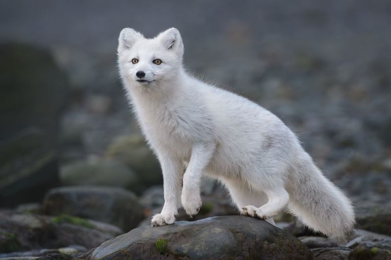 Ready for Winter фото превью