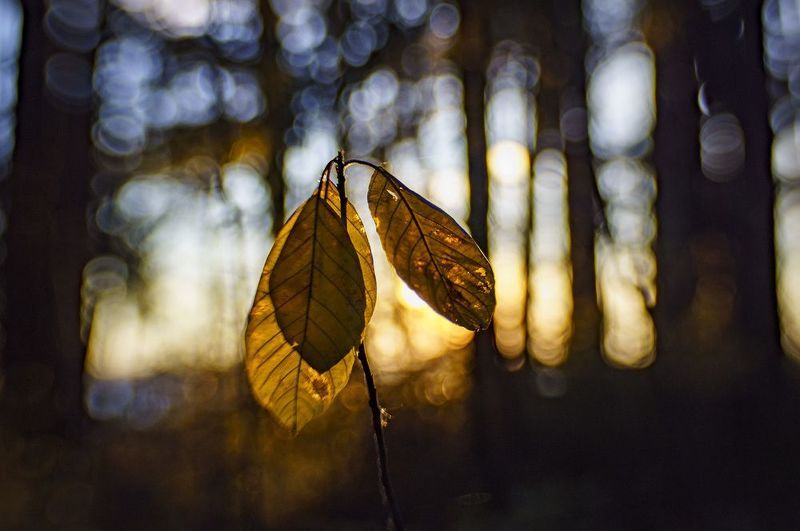 Последние листья фото превью