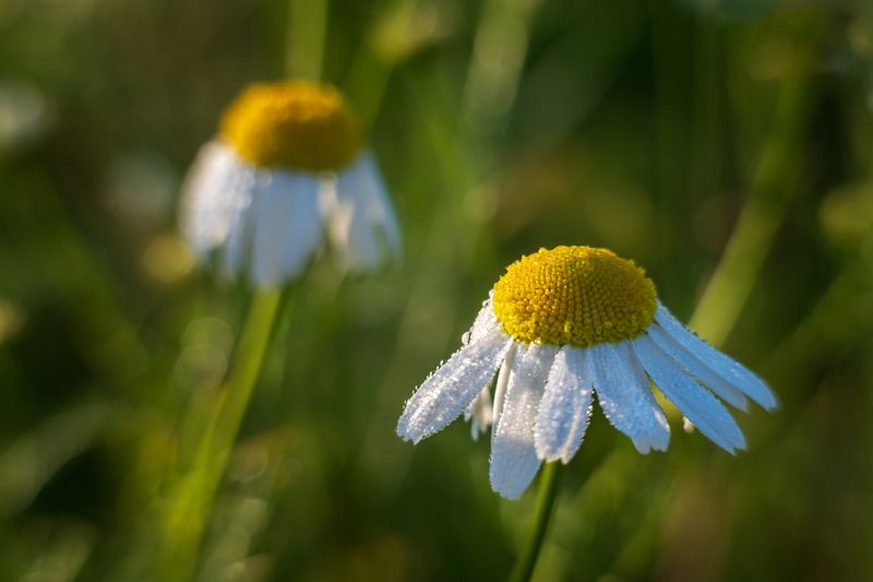 Мир цветов фото превью