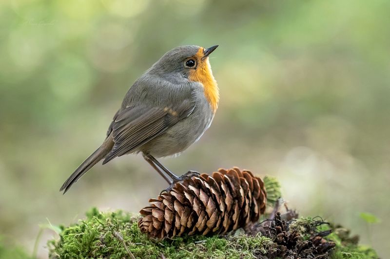 фото охота, малиновка, зарянка Сейчас споёт фото превью