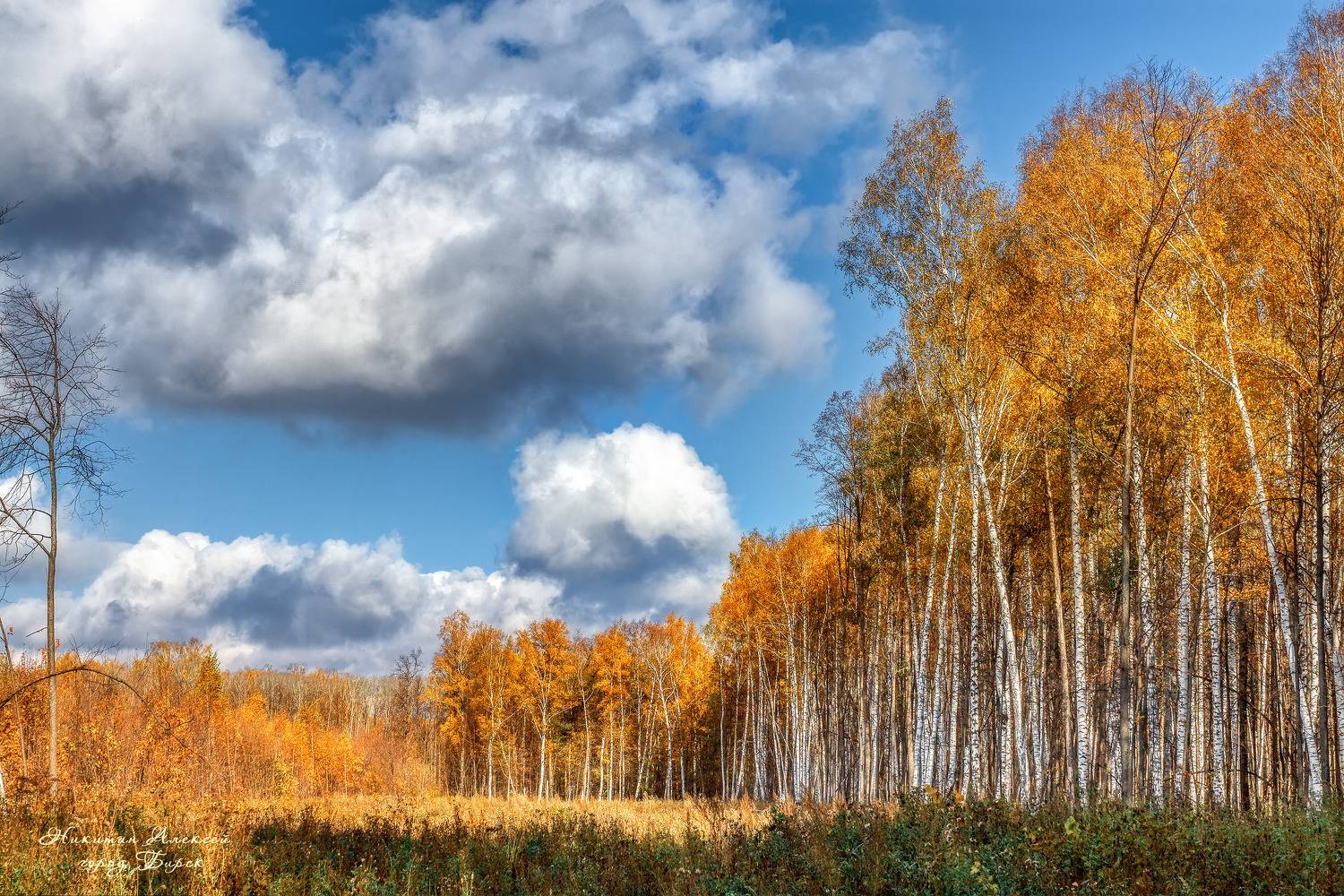 , Никитин Алексей