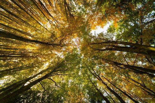 Autumn s colors