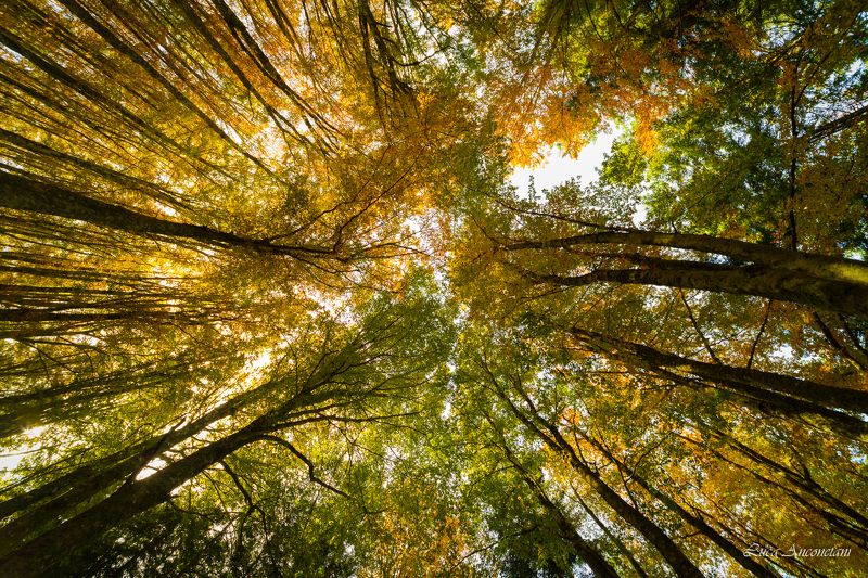 Autumn s colors фото превью