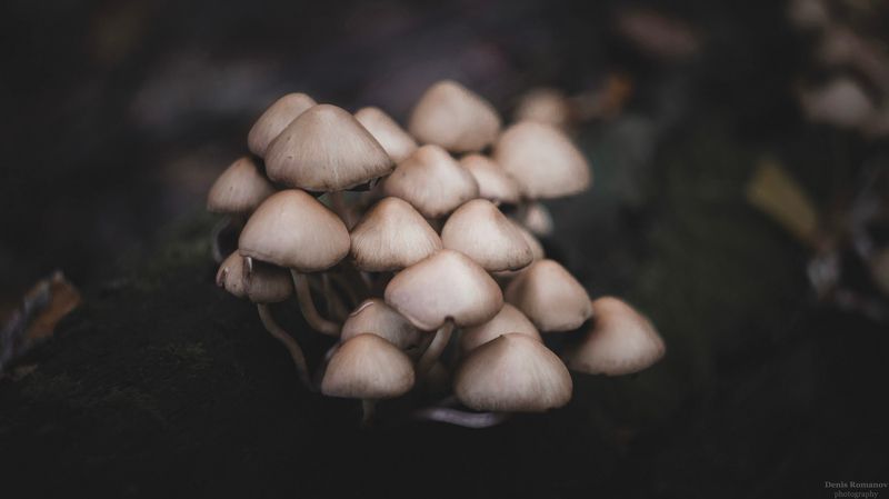 *** фото превью