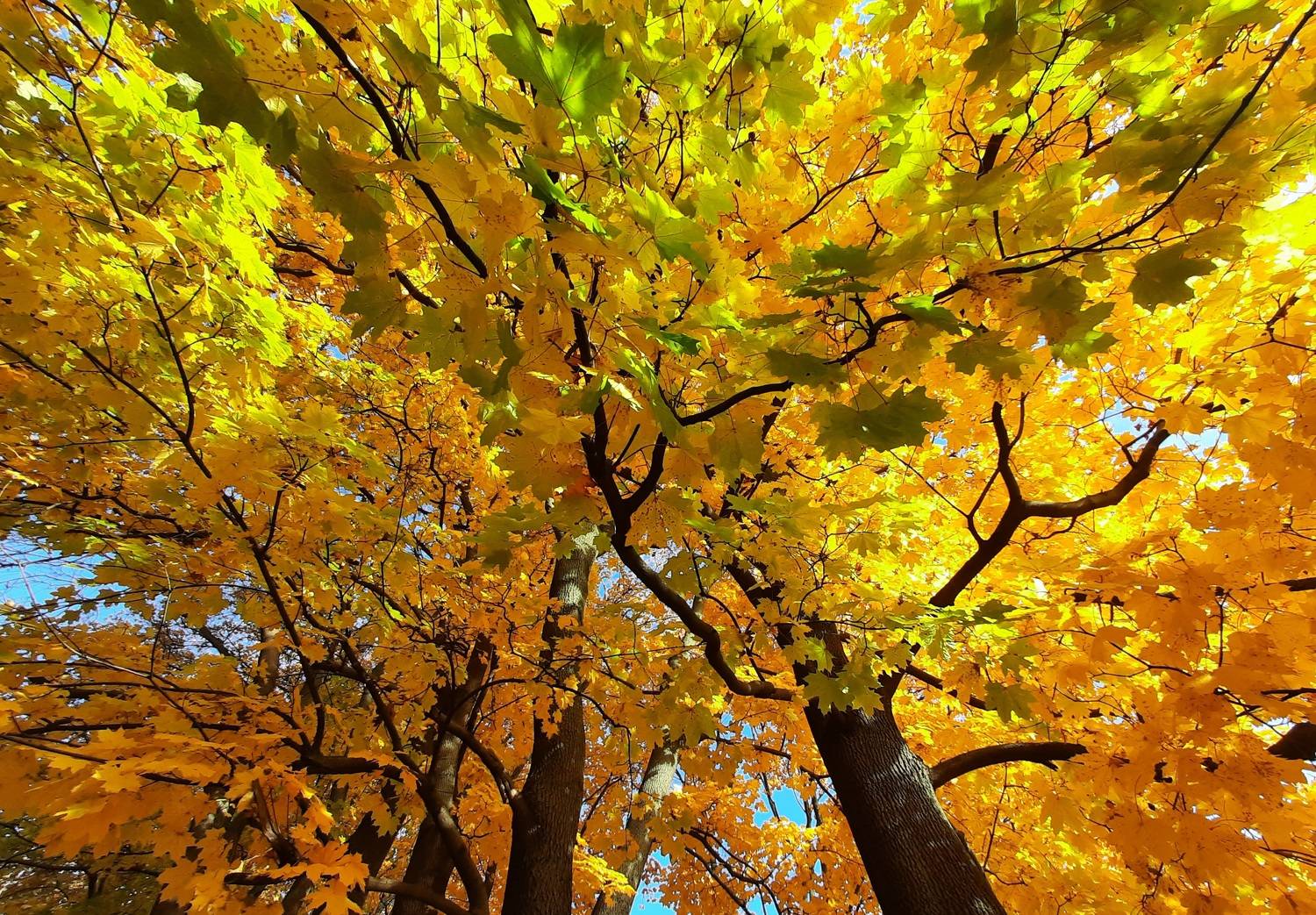 , Александр Зорин