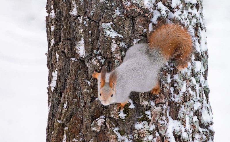 Лесная гостья. фото превью
