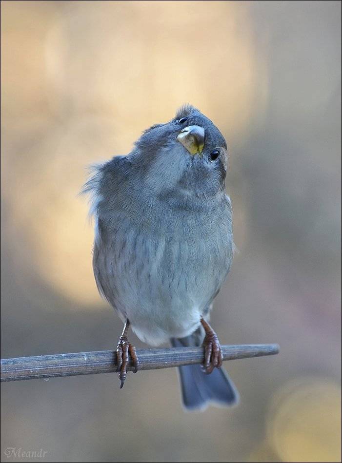 воробей, Андрей Медведев