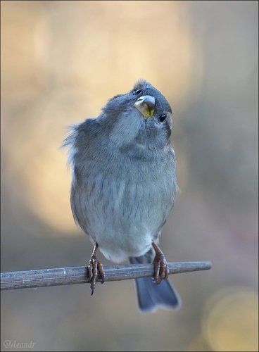 Любопытство...