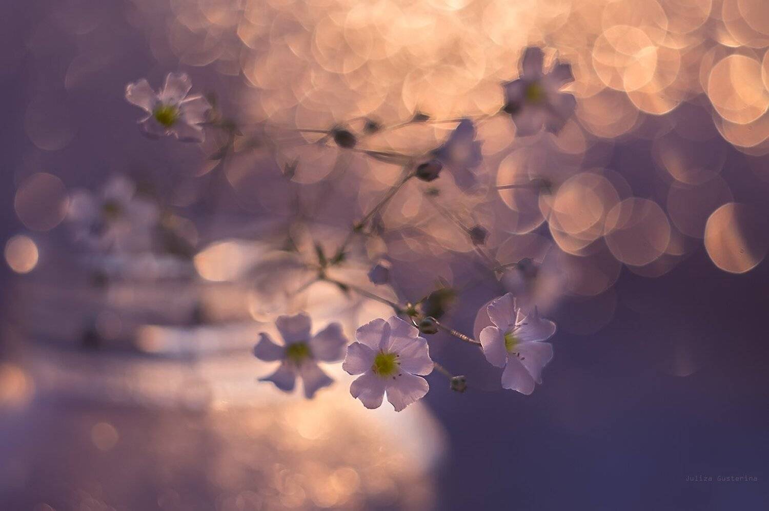 , Юлия Густерина