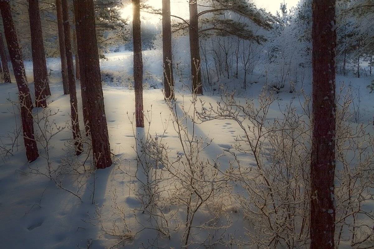 , Николай Морский