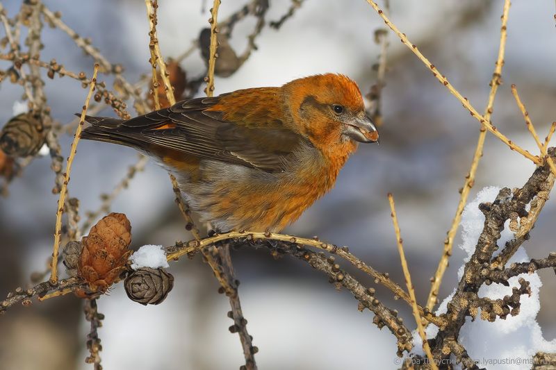 клёст,январь 2016, Crossbill. фото превью