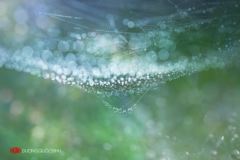 Drops of morning dew фото превью