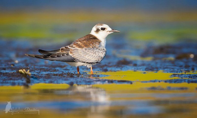 болотная крачка, крачка, птицы, дикая природа, tern, black tern, bird Молодая болотная крачка фото превью
