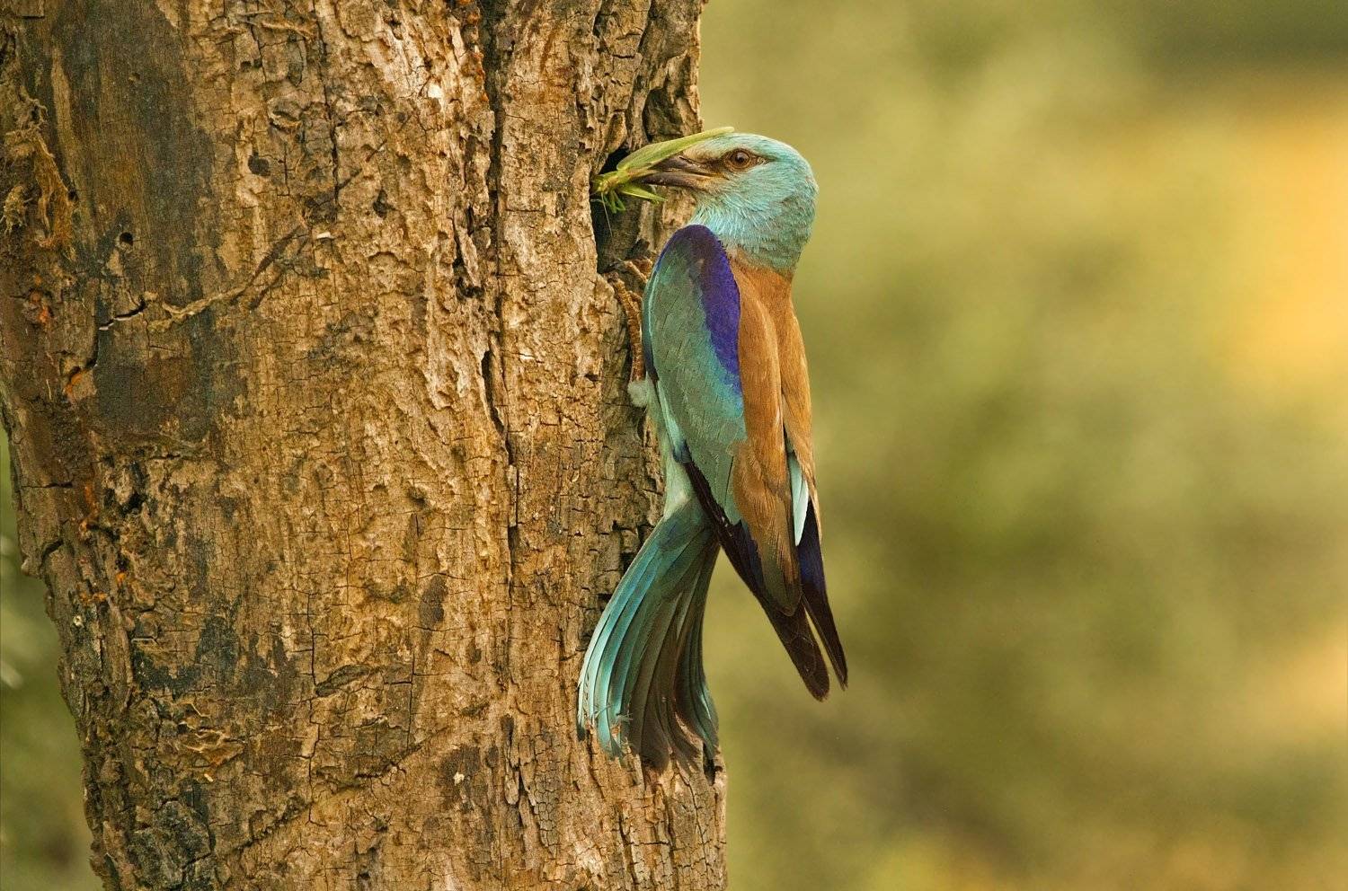 , Александр Гусар