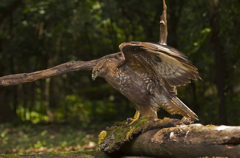 , Александр Гусар