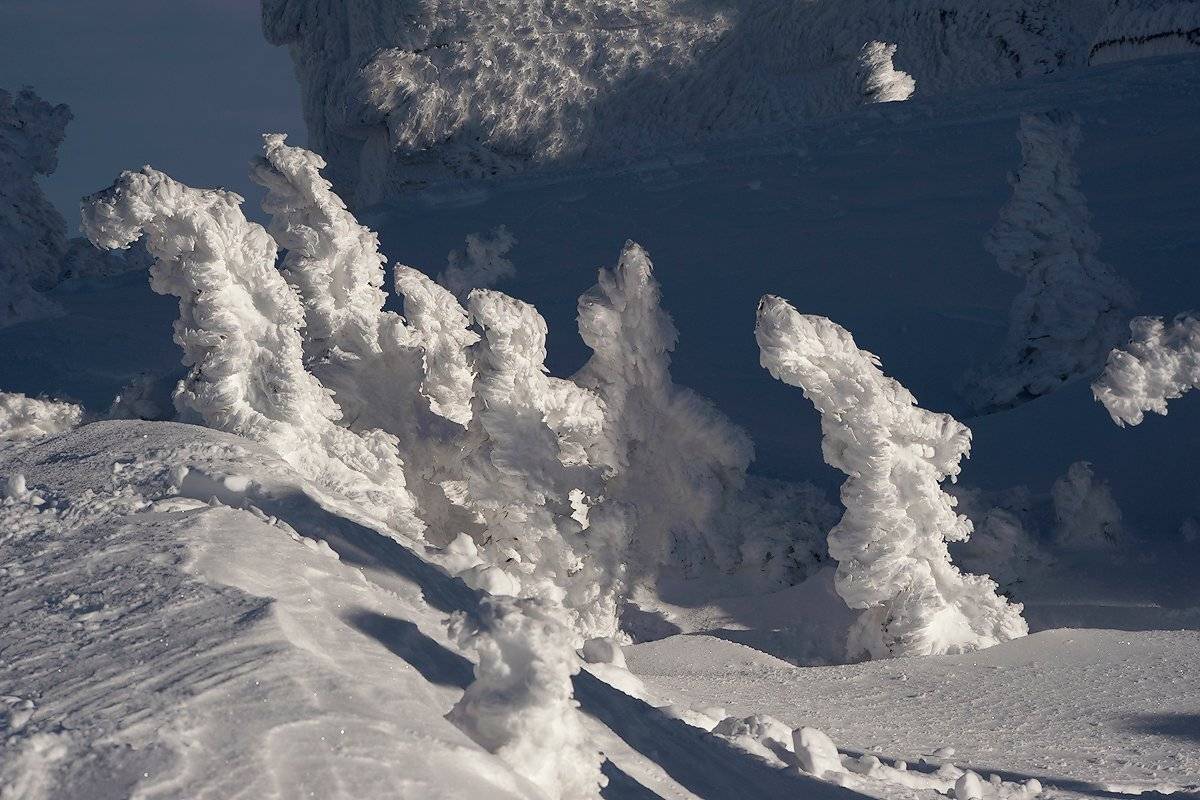 елочки, зима, кедры, пихты, праздник, рождество, сибирь, снег, шерегеш, Валерий Пешков