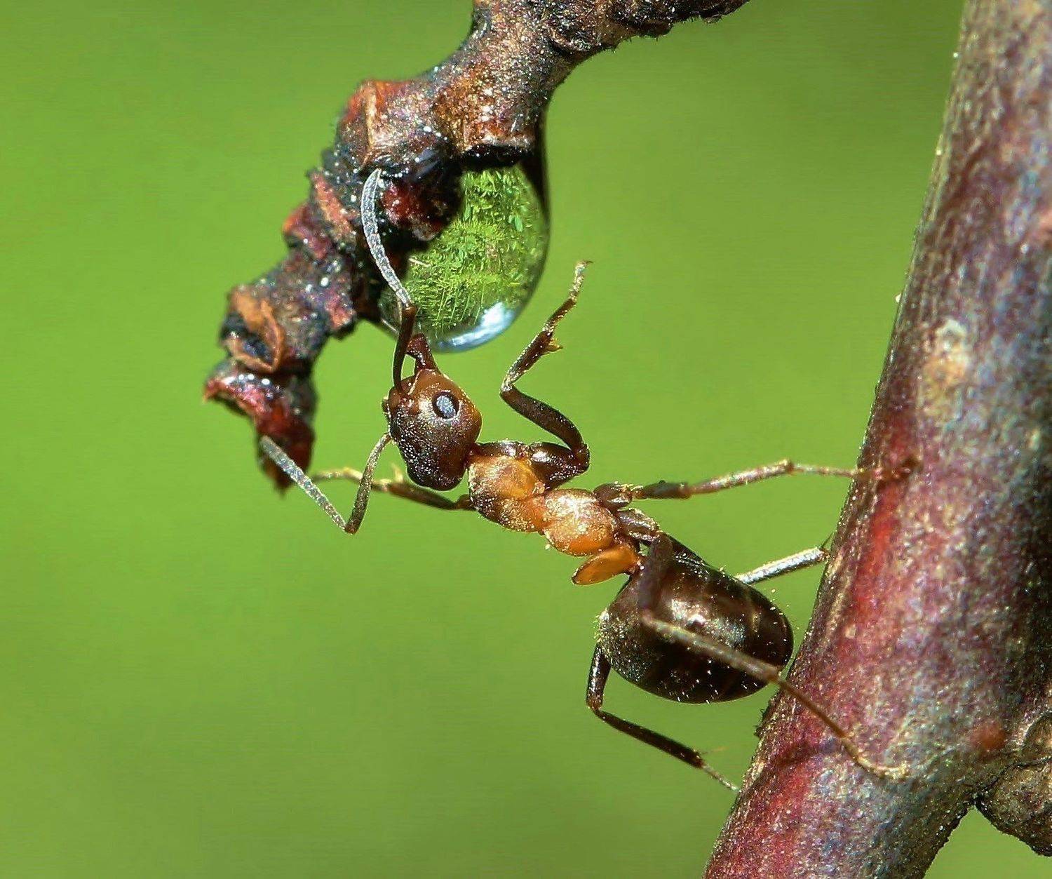 , Андрей Головнев
