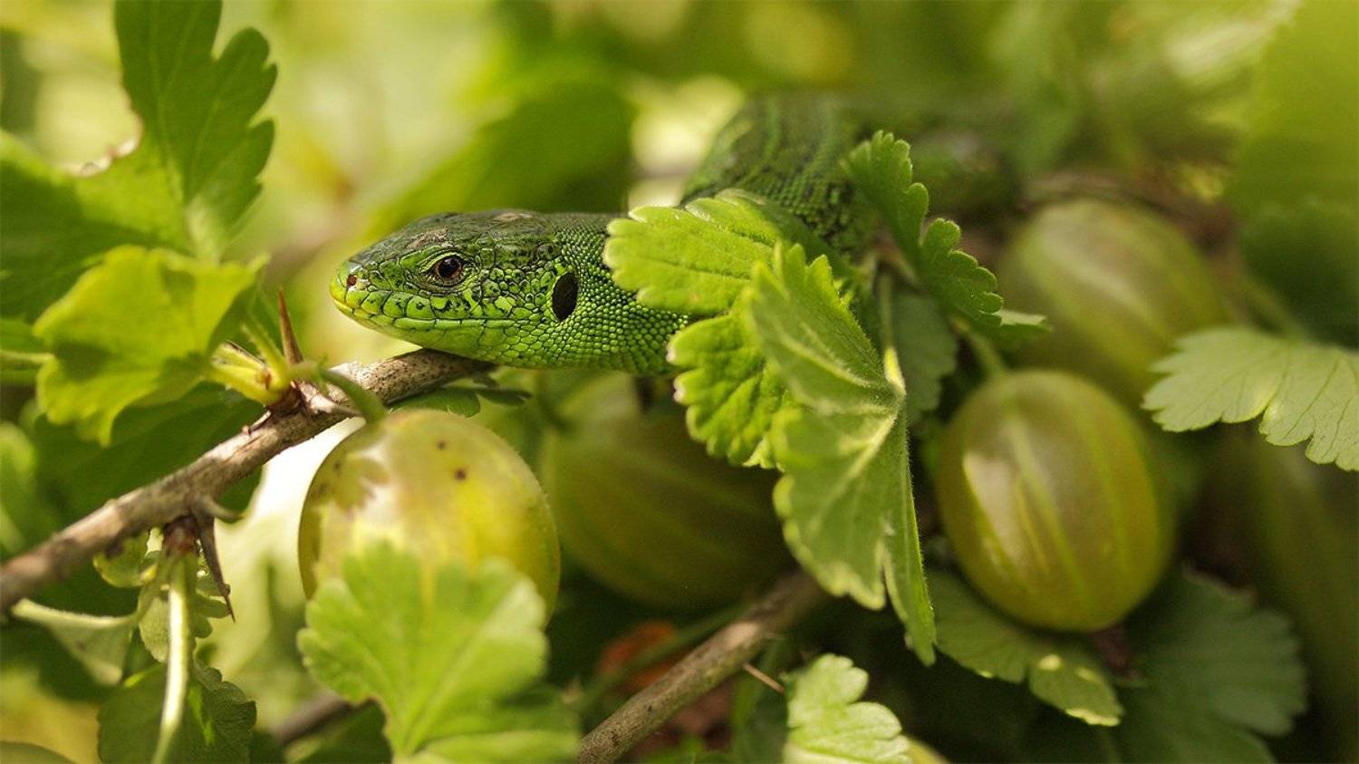 , Роман Рысь