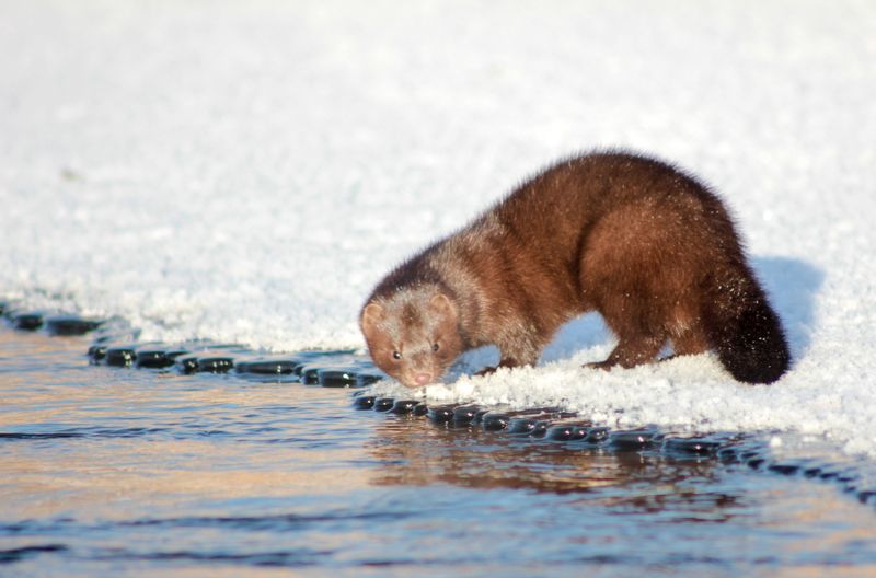 Норочка фото превью