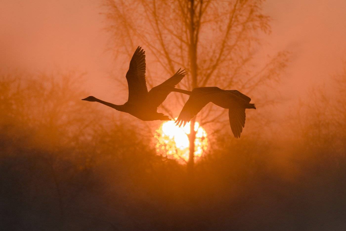 лебедь, Дмитрий Дубиковский