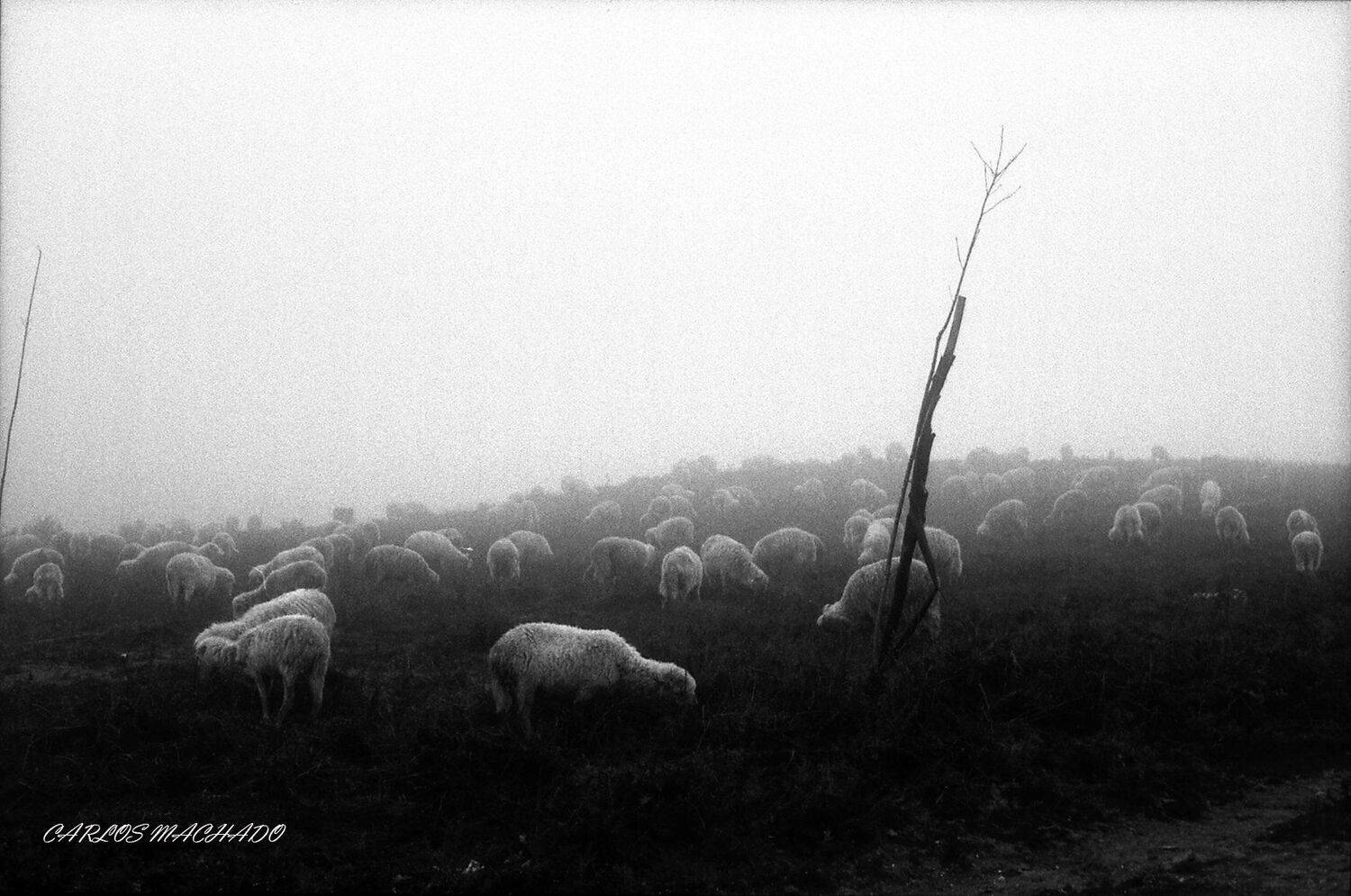 black & white, landscape, nature, travel, other, animals, Carlos Machado