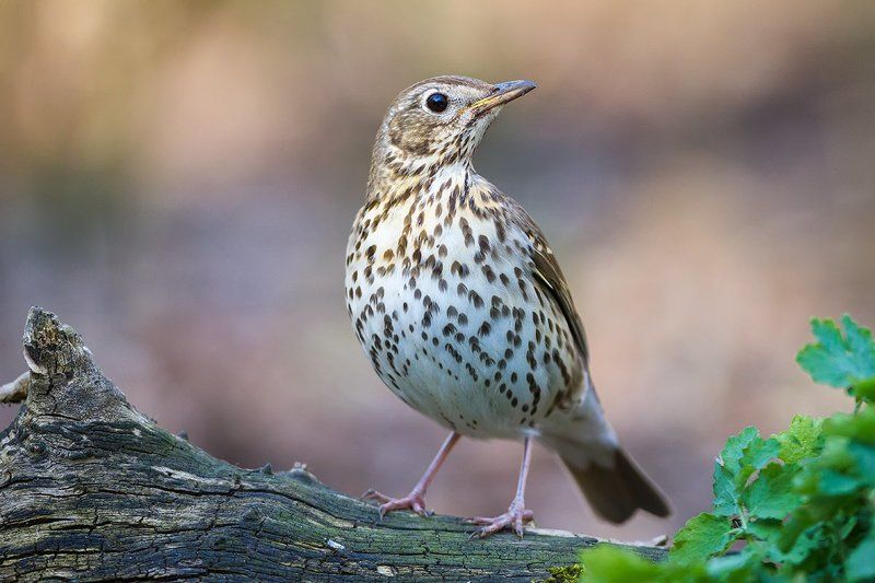 певчий дрозд, дрозд, птицы, дикая природа, song thrush, thrush, birds Певчий дрозд фото превью